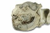 Fossil Oreodont (Leptauchenia) Partial Skull - South Dakota #269895-2